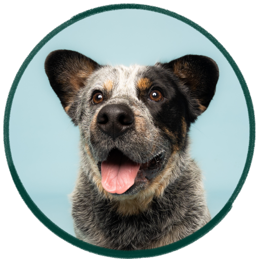 Monty the Cuddle Dog